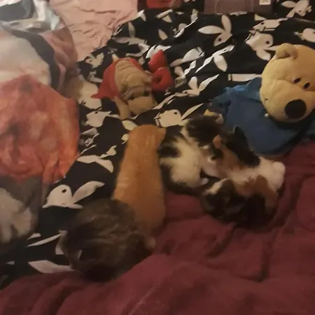 Apartament Mostly Muse