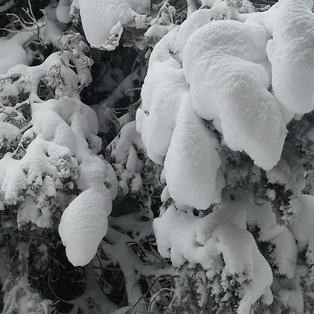 Mostly Muse Apartament