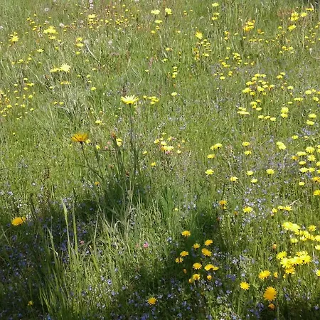 Apartament Mostly Muse Eidenberg